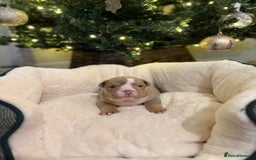 English Bulldog dogs for sale: Stunning English Bulldog Puppies 🐾🐶 - Advert 12