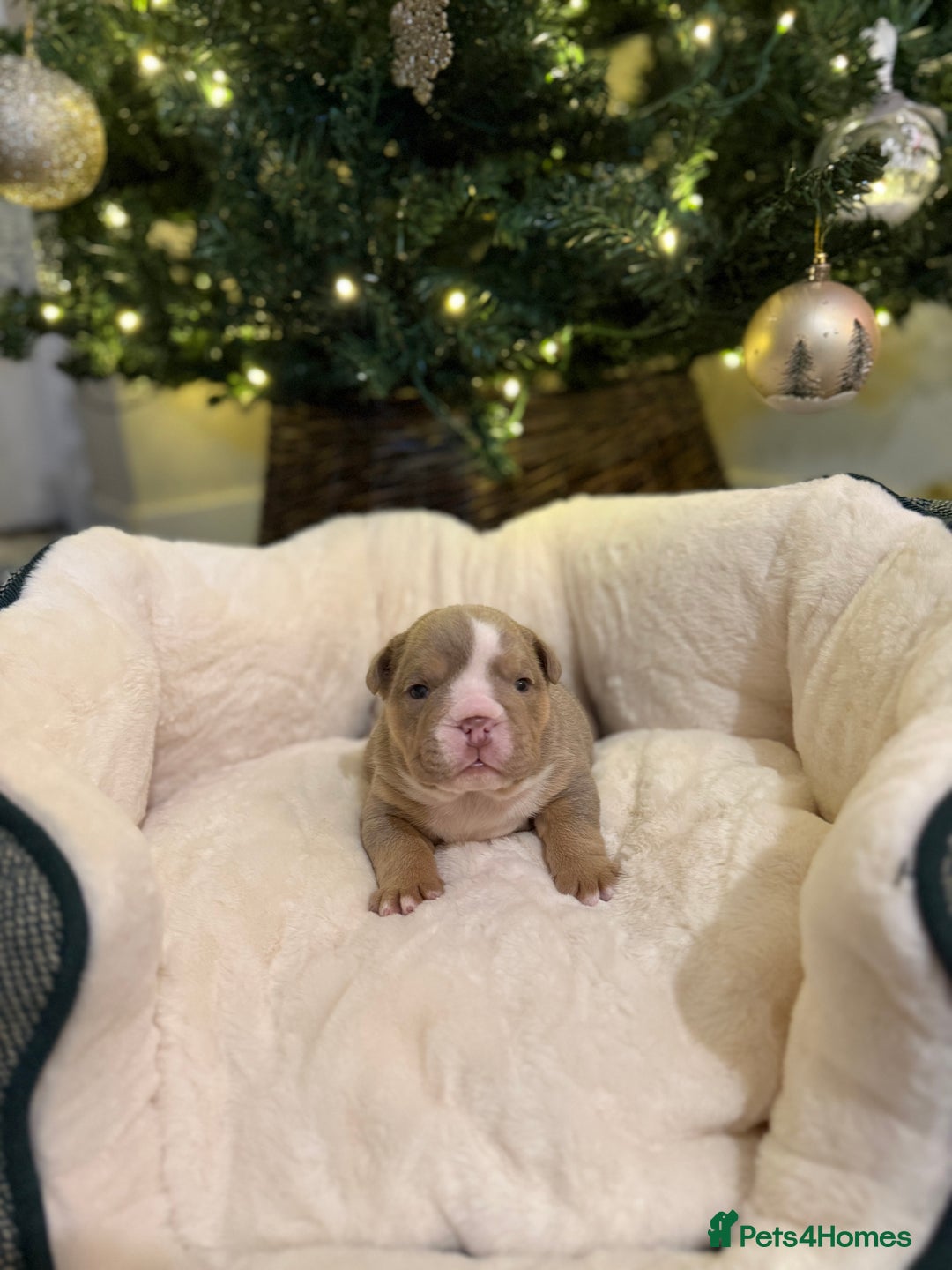 English Bulldog dogs for sale: Stunning English Bulldog Puppies 🐾🐶 - Advert 12