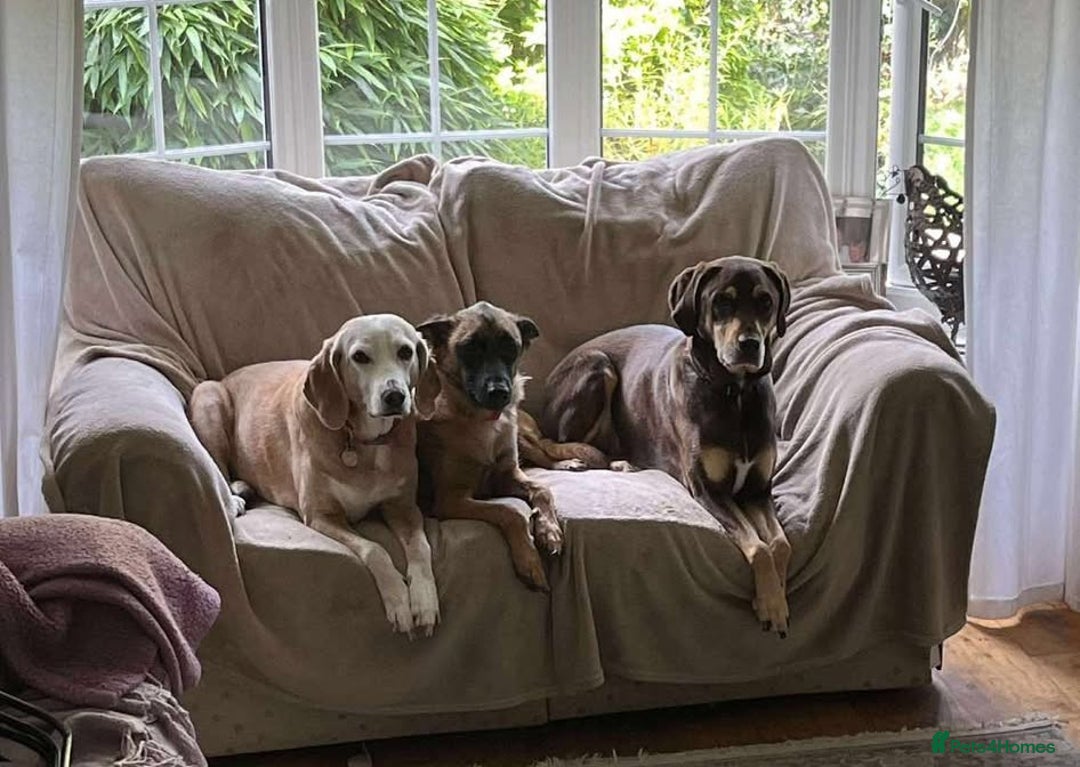 Mixed Breed dogs for adoption: Zina is looking for a loving forever home - Image 10