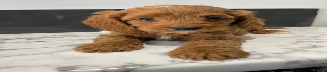 Cavapoo Puppy 1 [Blue Collar ]