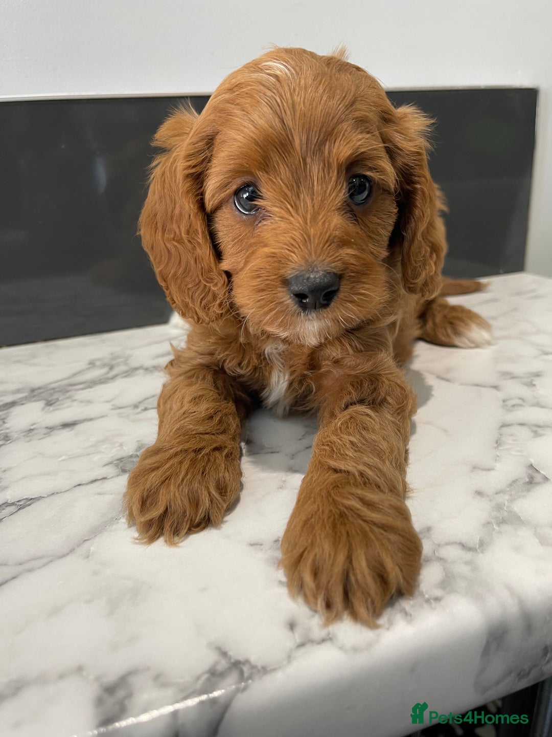 Cavapoo dogs for sale: Adorable Healthy Cavapoo Puppies  - Image 21
