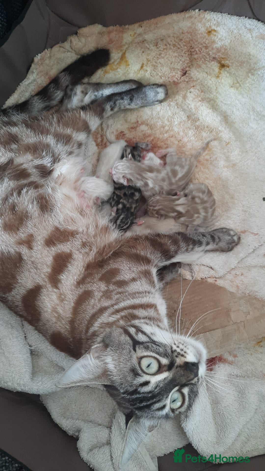 Bengal cats for sale: Beautiful Girl Looking For A New Home - Advert 5