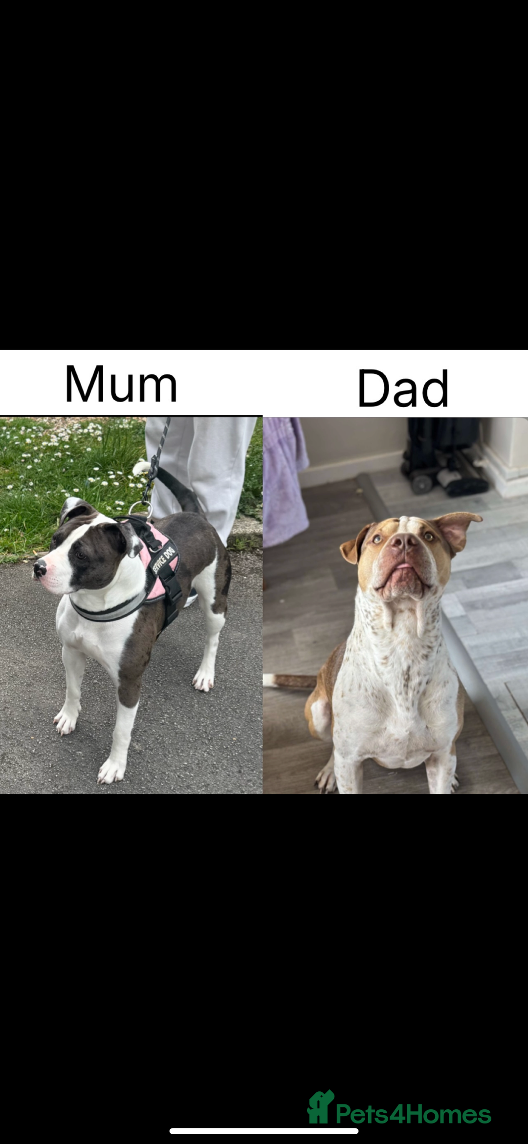 Mixed Breed dogs for sale: Staffy x shar pei female pups 3 - Image 8