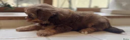 Shihpoo dogs for sale: Exceptional litter is Shih Poo Puppy Boys - Advert 3