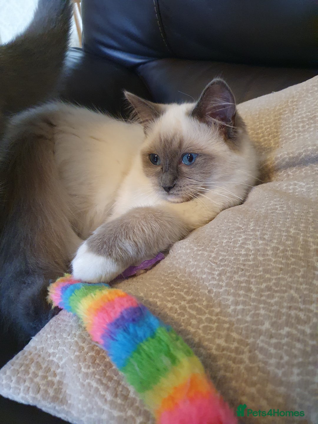 Ragdoll cats for sale: Gorgeous ragdoll  - Image 2