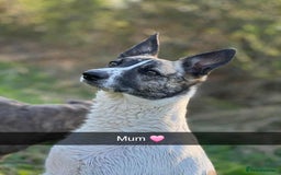 Mixed Breed dogs for sale: German Shepherd cross collie/lurcher puppies  - Image 2