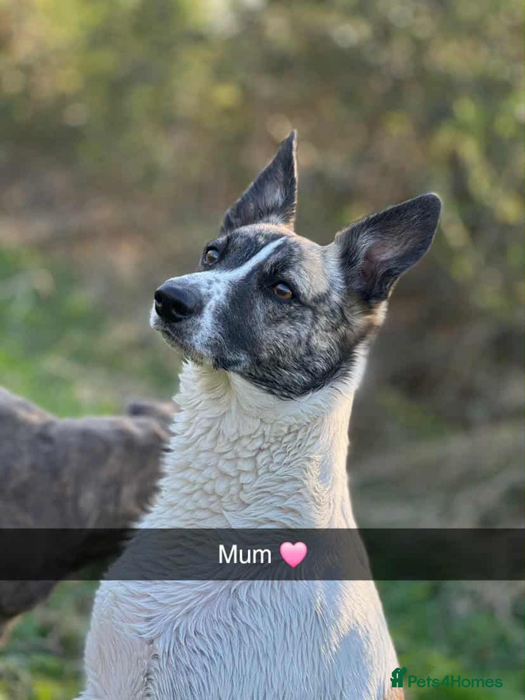 Mixed Breed dogs for sale: German Shepherd cross collie/lurcher puppies  - Image 2