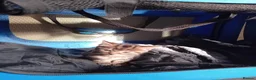British Shorthair cats for sale: Beautiful mackerel tabby kittens in Stockbridge - Advert 12