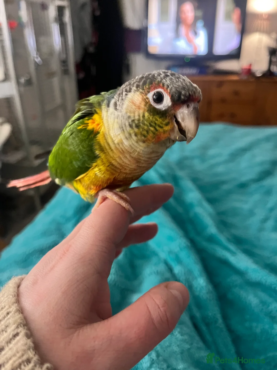 Conures birds for sale: Hand reared Green cheek conure  - Advert 1