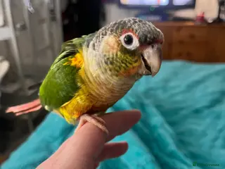 Conures birds Hand reared Green cheek conure - Advert 1