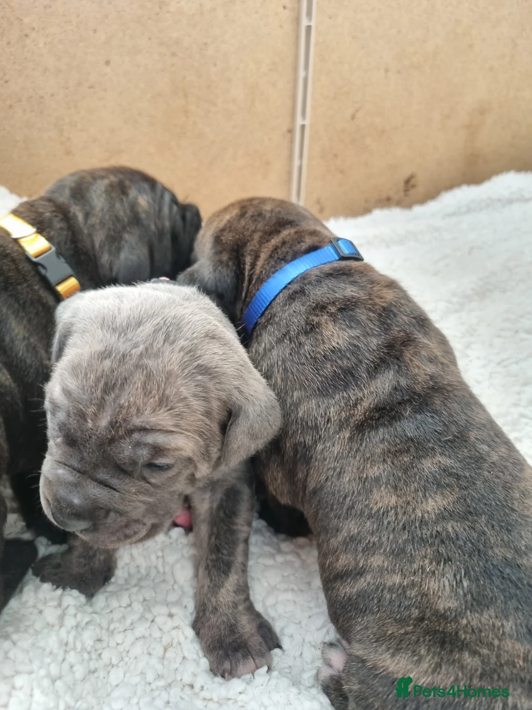 Cane Corso dogs for sale: ITALIAN CANE CORSO  - Advert 8