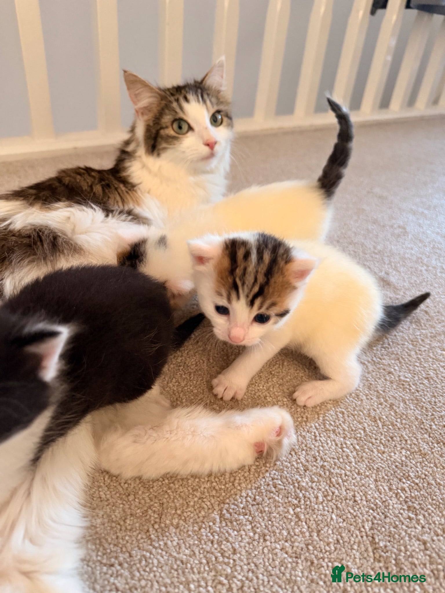 Domestic Shorthair cats 3 adorable little kittens for sale - Advert 5
