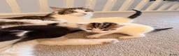Domestic Shorthair cats for sale: 3 adorable little kittens for sale - Advert 1