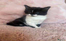 Mixed Breed cats for sale: Maine coon cross ragdoll kittens - Image 12