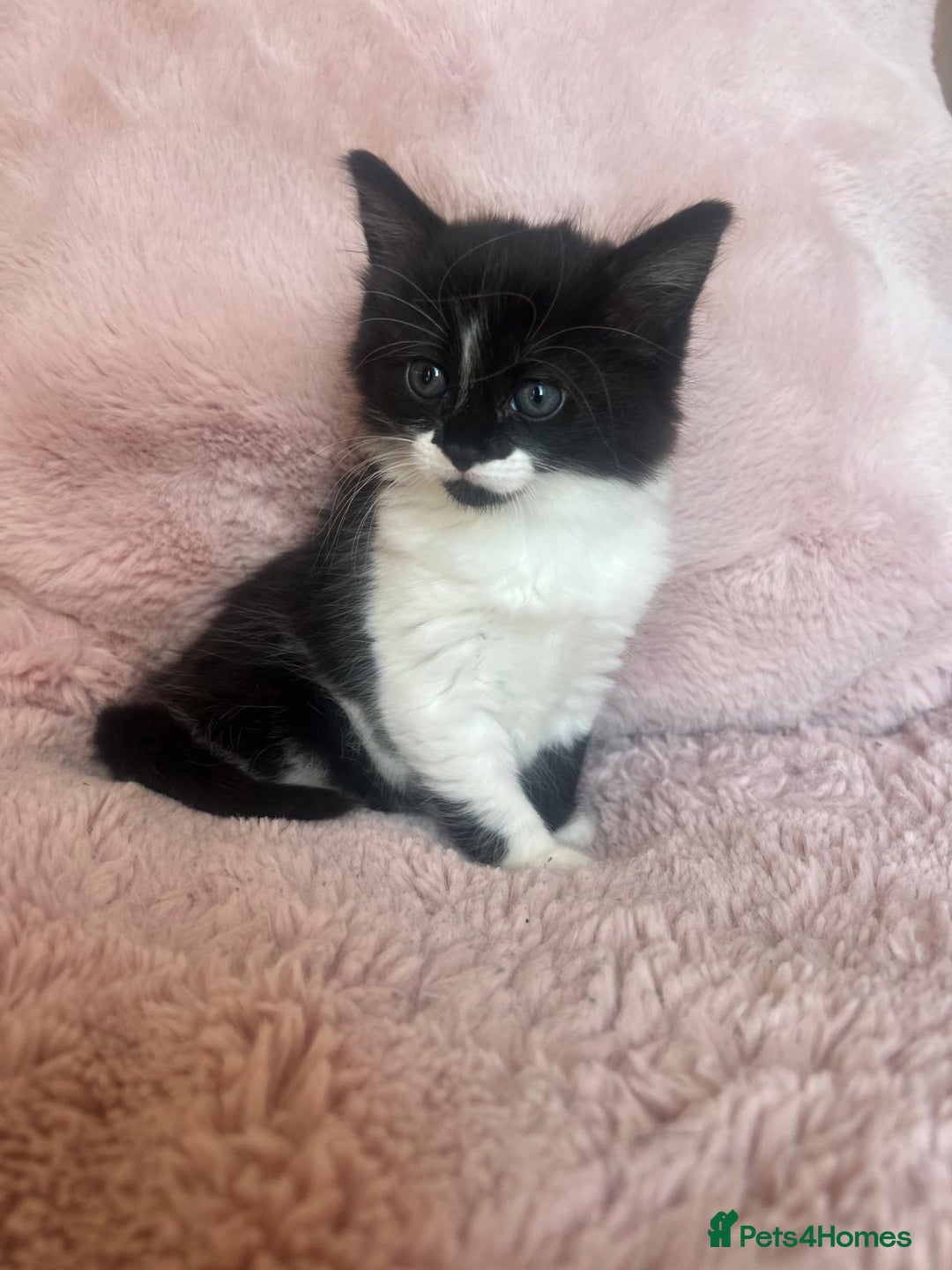 Mixed Breed cats for sale: Maine coon cross ragdoll kittens - Image 12