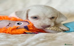 Labrador Retriever dogs for sale: KC Reg Fully Health Tested Labrador Pups - Image 16