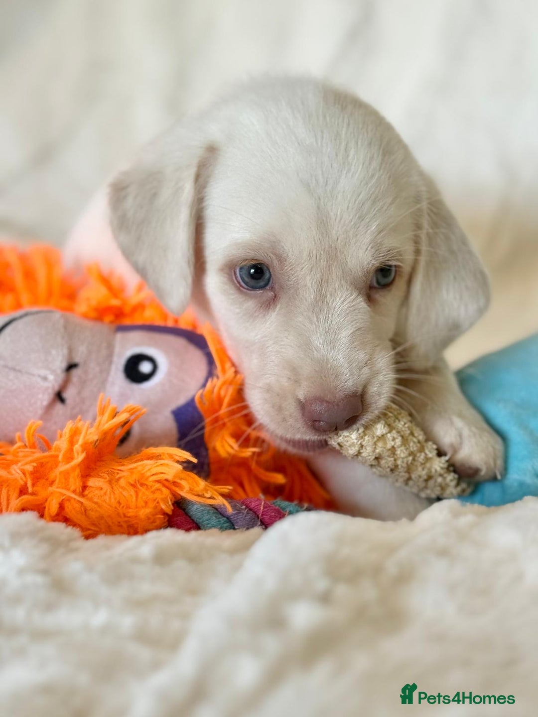 Labrador Retriever dogs for sale: KC Reg Fully Health Tested Labrador Pups - Image 16
