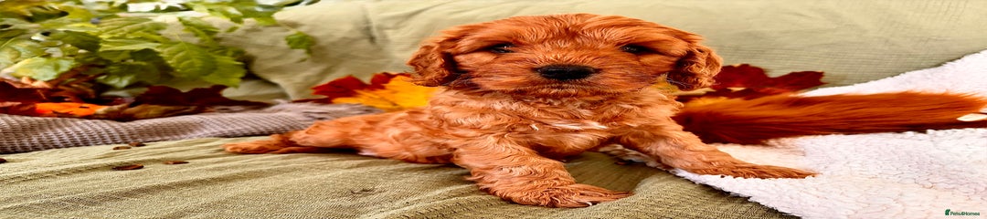 Cockapoo/Cavapoo Mix – Mr Plum 💜