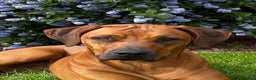 Rhodesian Ridgeback dogs for sale: Skyleridge Ridgebacks  - Advert 1