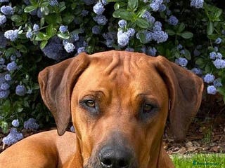 Rhodesian Ridgeback dogs Skyleridge Ridgebacks - Advert 2