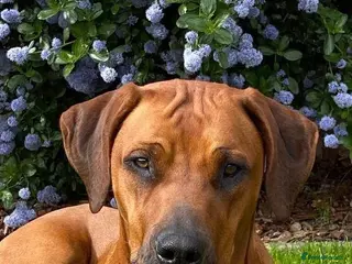 Rhodesian Ridgeback dogs Skyleridge Ridgebacks - Advert 2