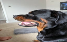 Rottweiler dogs for sale: 18 month old male Rottweiler  - Advert 3