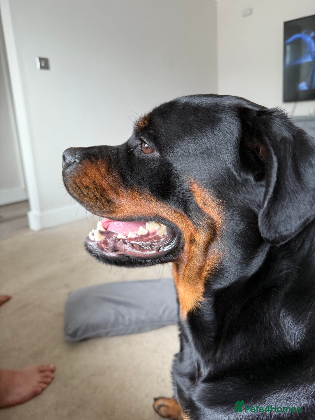 Rottweiler dogs for sale: 18 month old male Rottweiler  - Advert 3