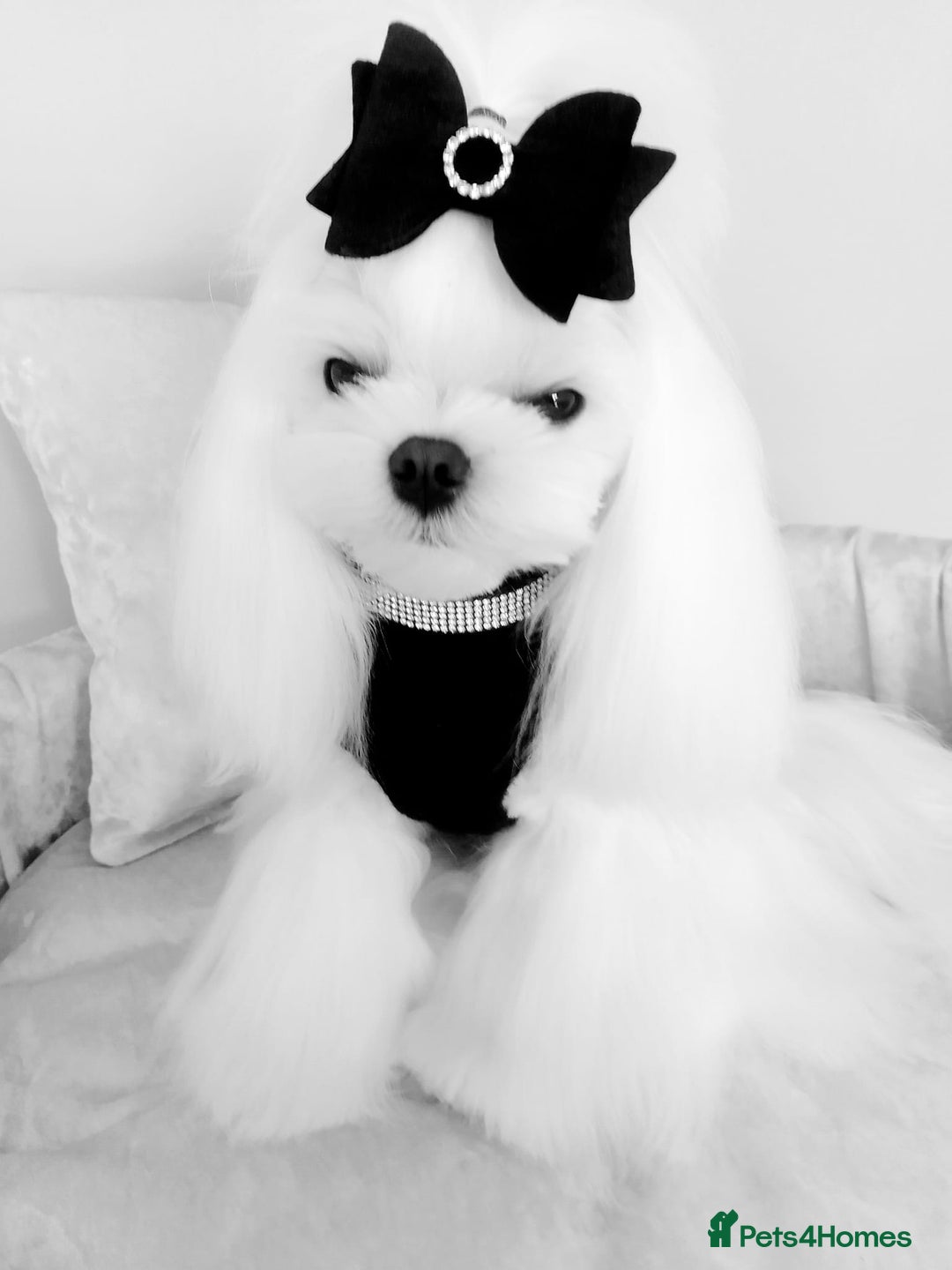 Maltese dogs for stud: ❤️health tested Tiny Korean Maltese boy❤️ - Image 8