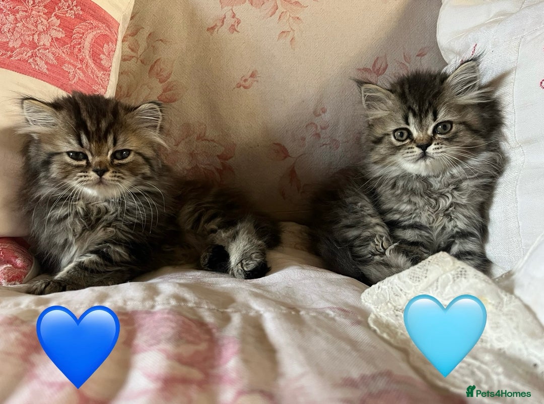 British Longhair cats for sale: 3 Adorable British Longhair x Persian Kittens  - Image 1
