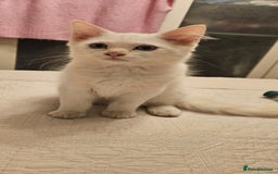 Ragdoll cats for sale: Rare flame point boys - Image 1