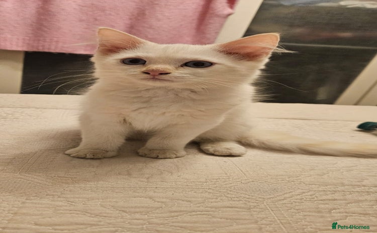 Ragdoll cats - Advert 1