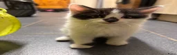 Turkish Angora cats for sale: 2 female 1 male Turkish angora kittens  - Advert 3