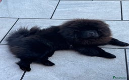 Chow Chow dogs for sale: Stunning black male chow chow - Image 1