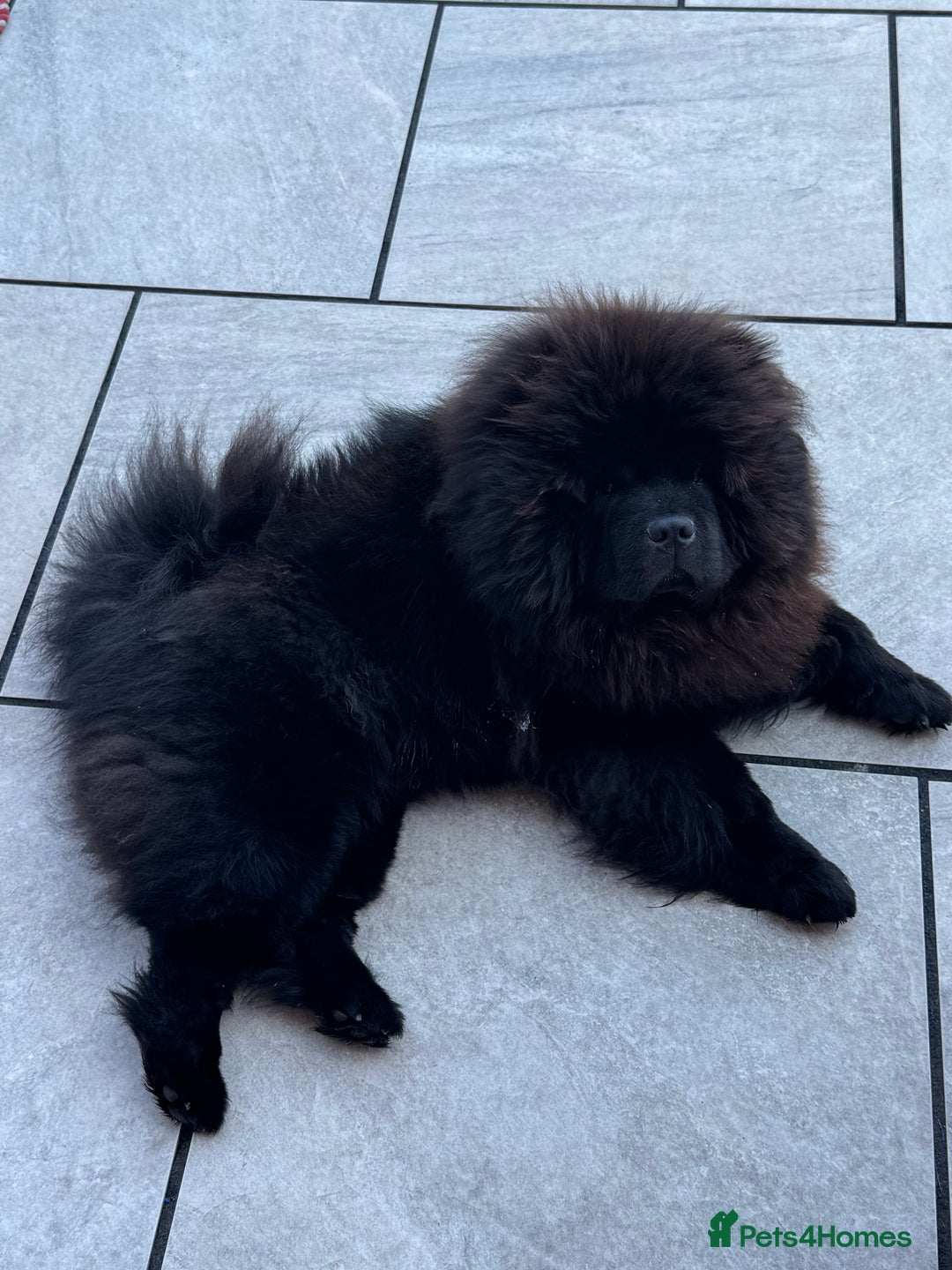 Chow Chow dogs for sale: Stunning black male chow chow - Image 1