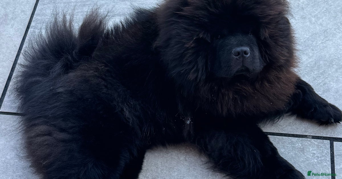 Black Chow Chow Chow Full Grown Size Stunning Black Male