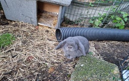 Mini Lop rabbits for sale: Bonded pair of cute friendly young mini lop boys - Image 6