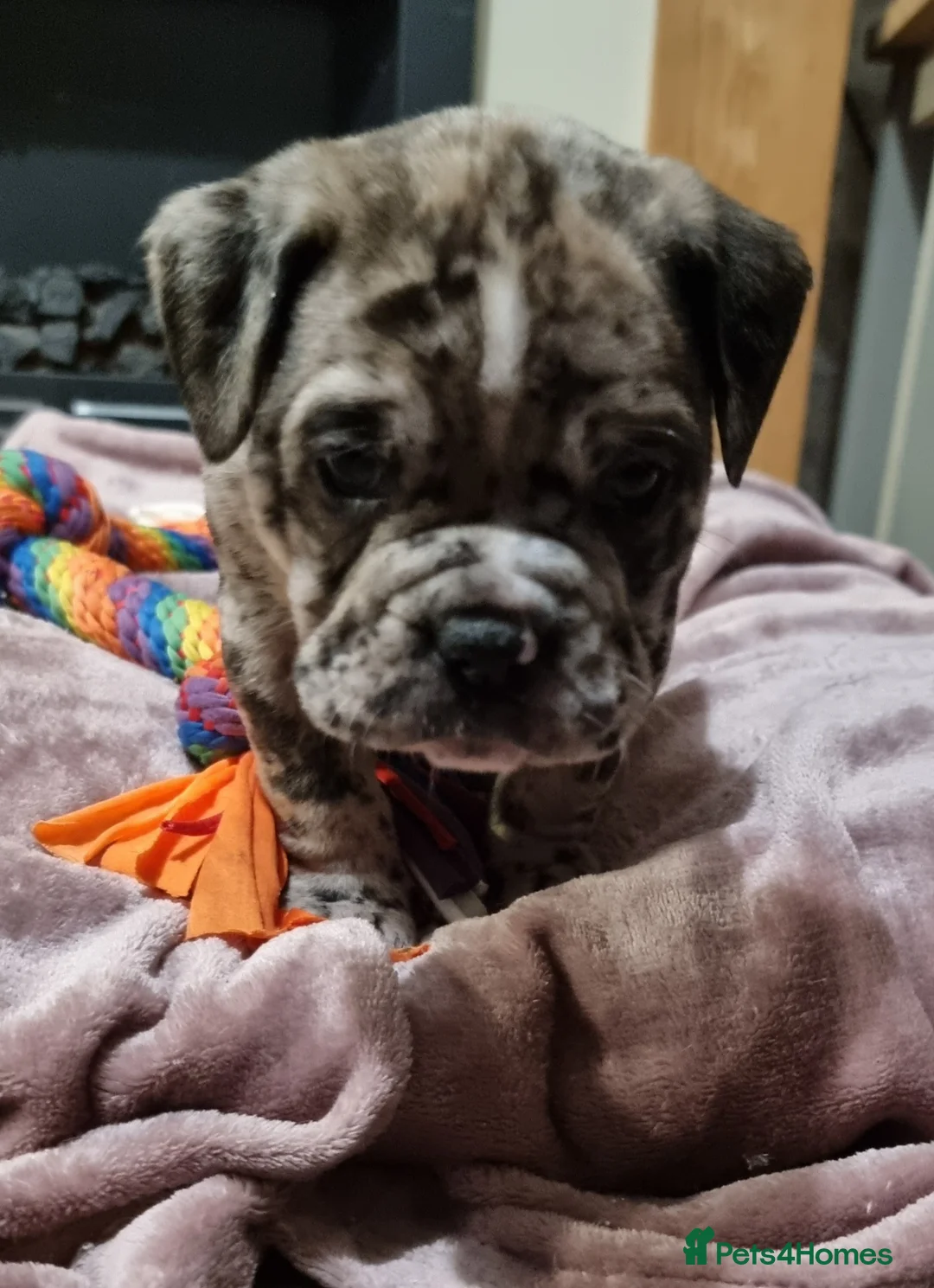 Olde English Bulldogge dogs for sale: Olde English bulldogge puppys - Advert 37