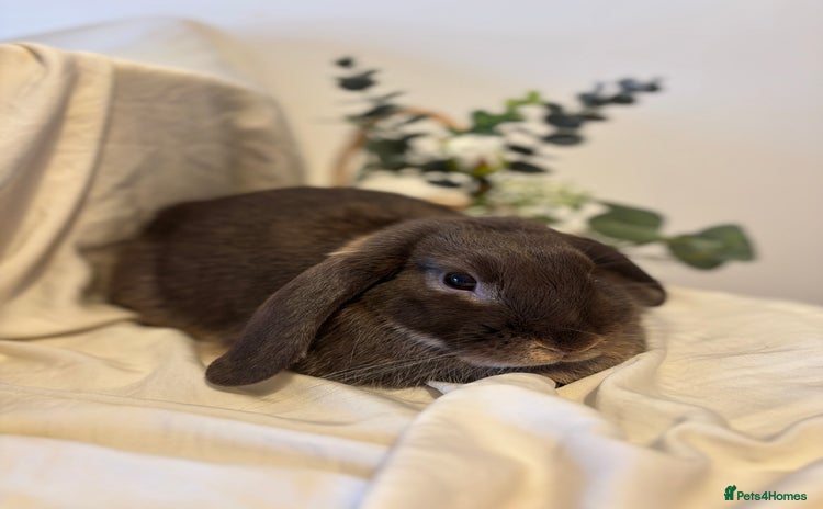 Mini Lop rabbits - Advert 11