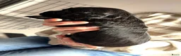 Cocker Spaniel dogs for sale: Stunning litter of cocker spaniels - Advert 23
