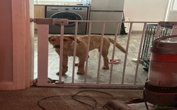 Labrador Retriever dogs for sale: Red fox Labrador  - Image 3
