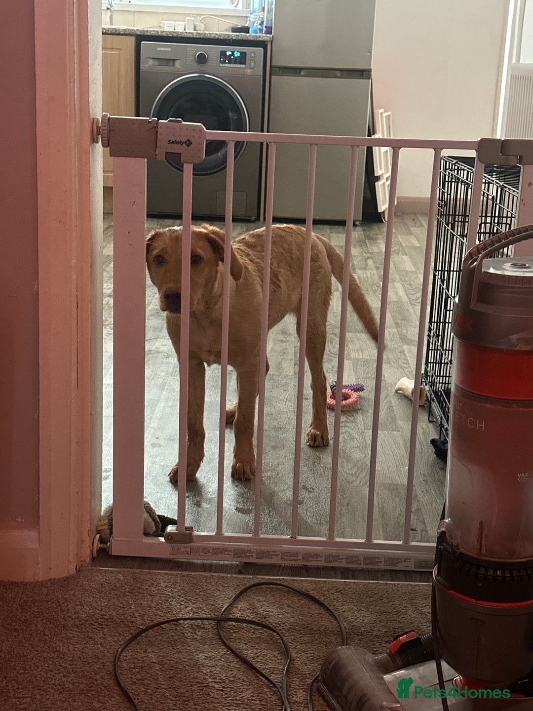 Labrador Retriever dogs for sale: Red fox Labrador  - Image 3