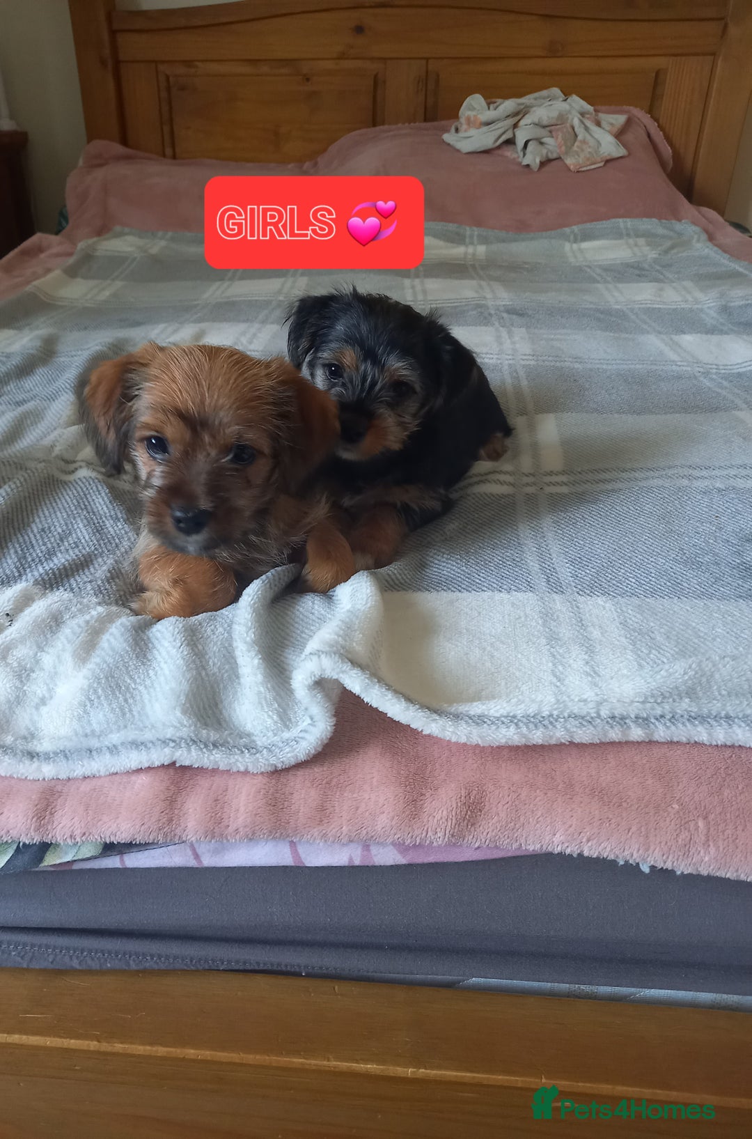 Mixed Breed dogs for sale: 💞 Beautiful Yorkie Russel Puppies 💞 - Image 3