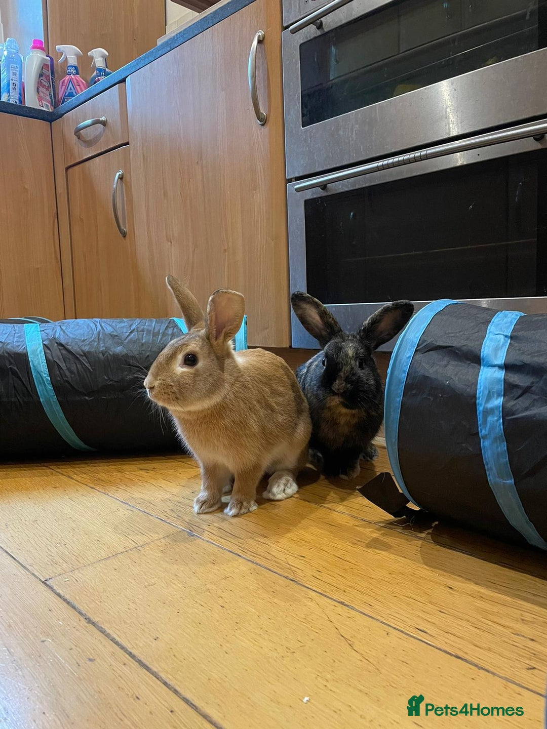Mixed Breed rabbits for sale: Two Male Rabbits for Rehoming  - Advert 1