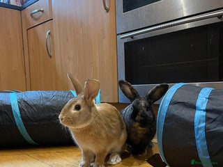 Mixed Breed rabbits Two Male Rabbits for Rehoming - Advert 1