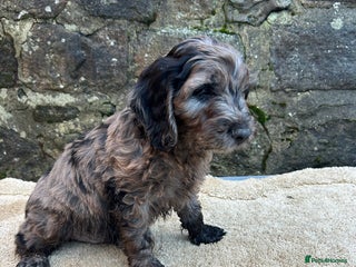 Cockapoo dogs BEAUTIFULL F1 COCKAPOO PUPPYS - Advert 15