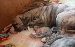 Whippet dogs for sale: Top Class Whippet Puppies bred from Champions - Image 30