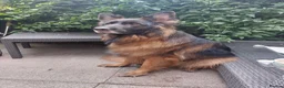German Shepherd dogs for sale: Lovely 5 years old female to new home - Advert 2