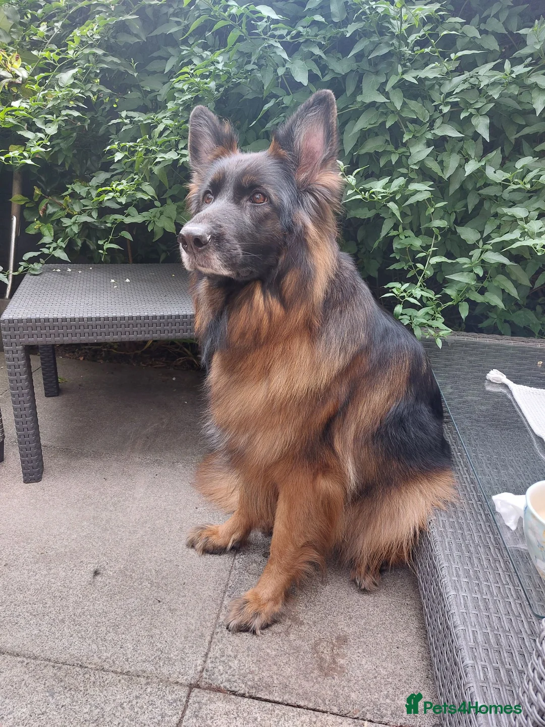 German Shepherd dogs for sale: Lovely 5 years old female to new home - Advert 2