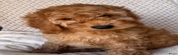 Cockapoo dogs for sale: Red & Apricot Cockapoo Puppies in Airdrie - Advert 4