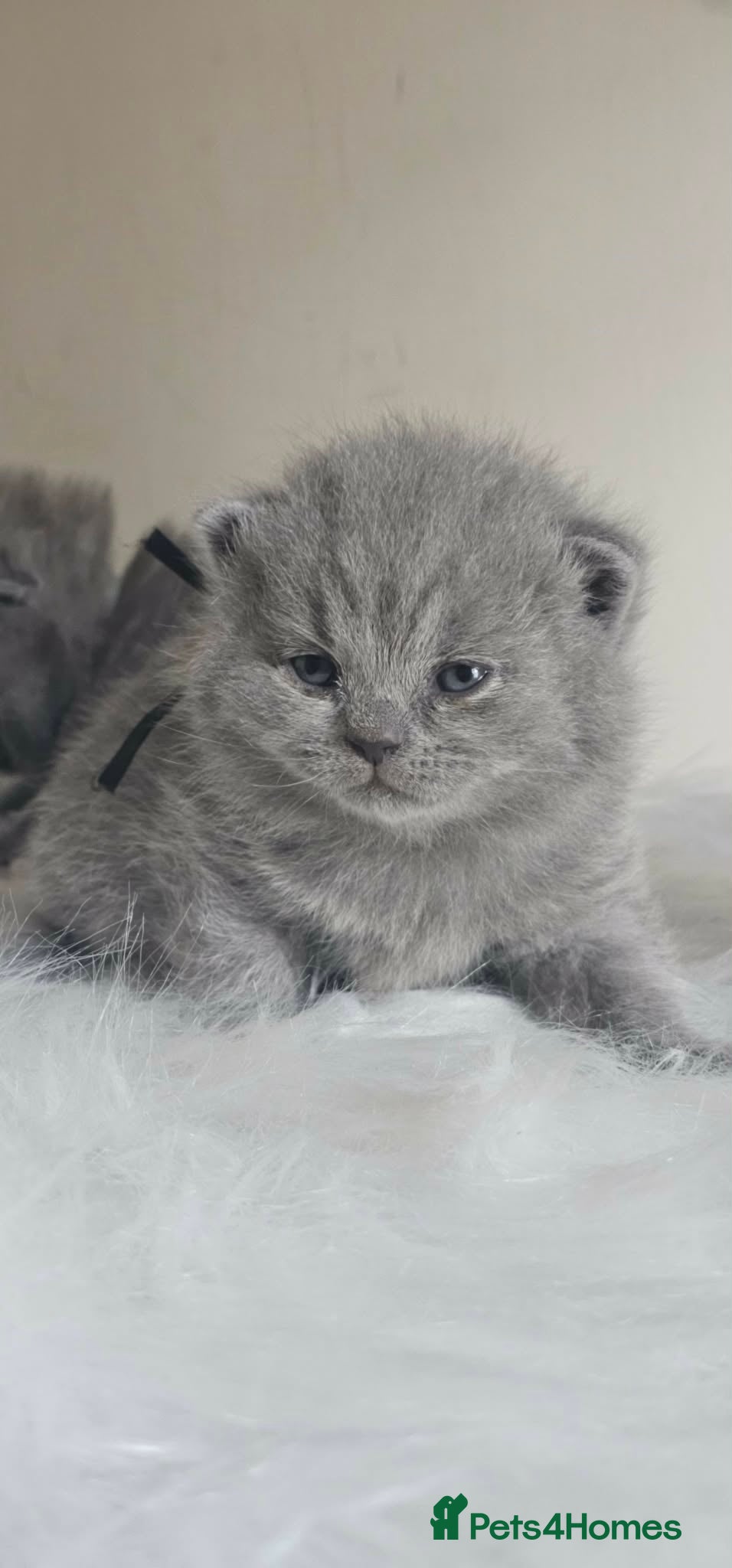 British Shorthair cats British Shorthair Kittens GCCF - Advert 2